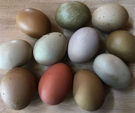 what chickens lay olive eggs.